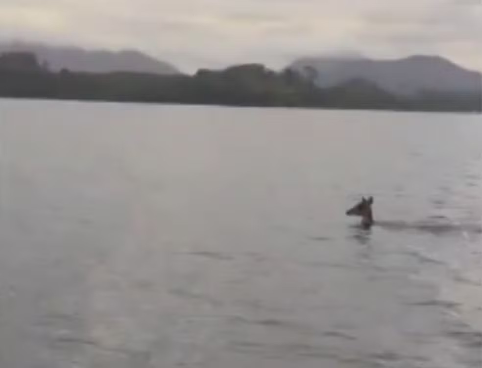 Cervo é resgatado por pescadores em Saquarema e se acalma com touquinha de lã